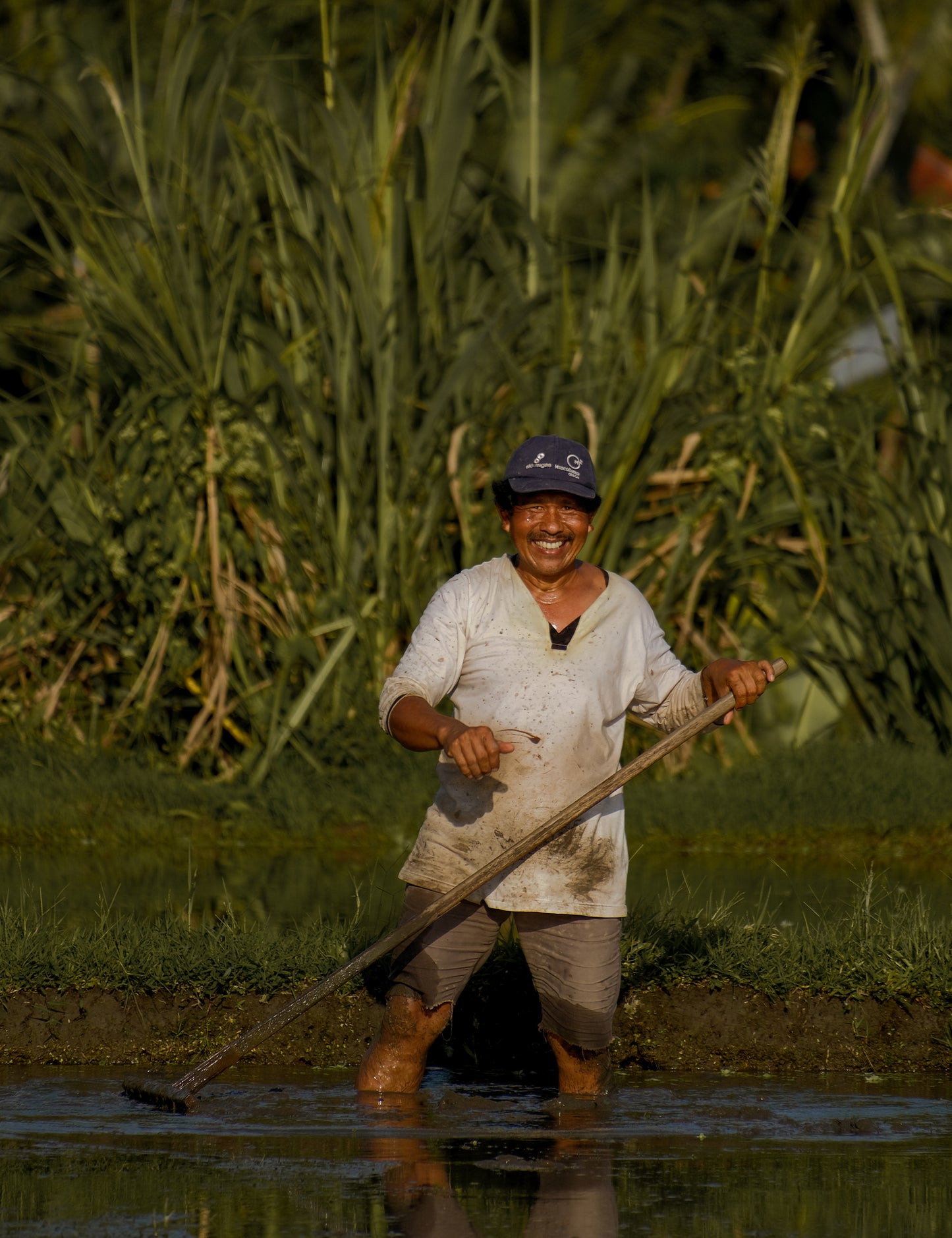 Man working in a rice field with tall green plants in the background