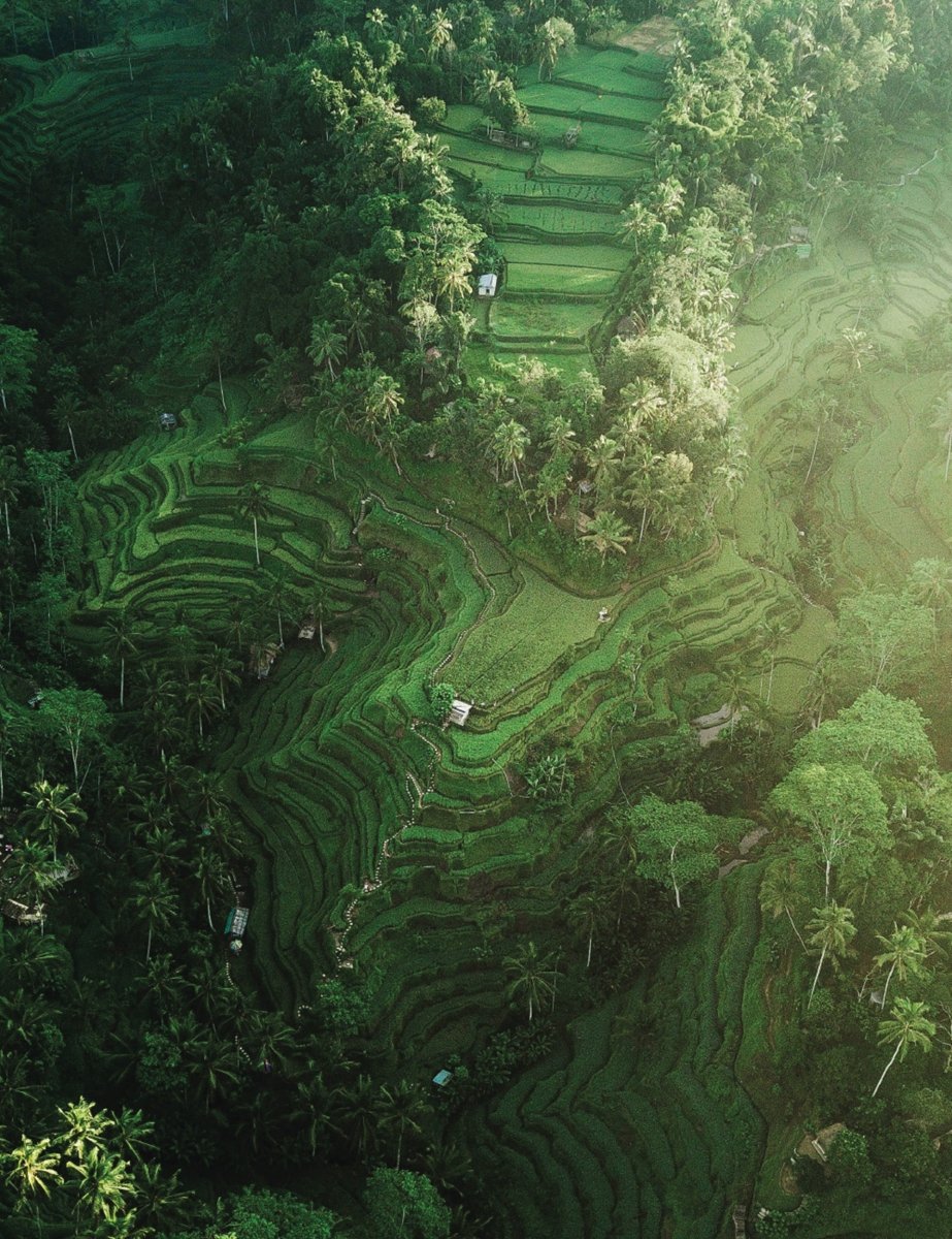 Ubud Travel Guide by STAY IN